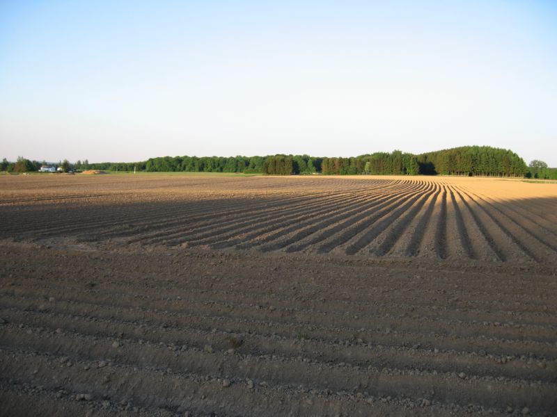 2008-05-11 (16) Potato fields